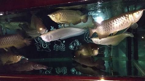 開店吉日 龍魚 混養